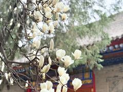 -湘子庙