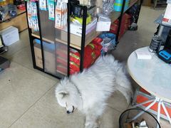 -派多格宠物(鼓楼店)