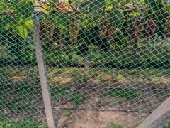 -巴城镇马料江村葡萄园