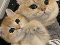 -Bastet sally猫舍购宠(静安店)