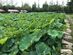 -洪湖家庭农场·团建·露营·会议