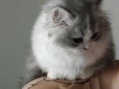 -lincat·猫舍(广州店)