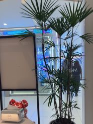 -玛莲朵·海菲秀冰珀科