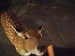 -清迈夜间动物园