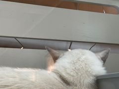 -喵喵咪呀布偶猫咖(春熙路店)