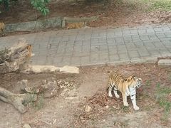 -深圳野生动物园