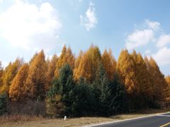 -御道口草原森林风景区
