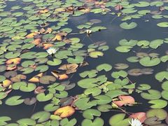 -石家庄市植物园