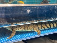 -神洲四海大酒楼(王府井澳门中心店)