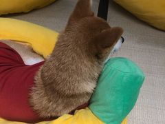 -逗柴咖啡屋·狗咖猫咖宠物桌游
