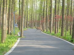 -东平国家森林公园
