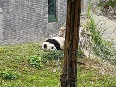 -都江堰中华大熊猫苑