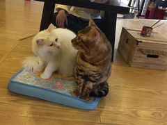 -萌喵宠狗爱心宠咖