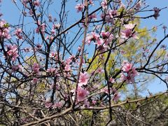 -洛阳市隋唐城遗址植物园