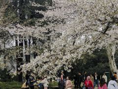 -武汉大学-樱园