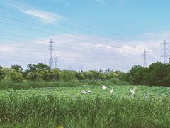 -上海长兴岛郊野公园