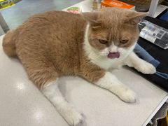 -伟伟宠物医院·CT影像中心·瑞派犬猫综合性门诊(汉口总院)