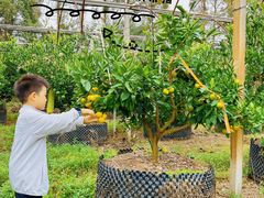 -前小桔亲子创意农场·草莓采摘·露营烧烤