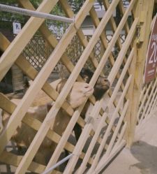 -萌宠亲子动物乐园(槐房万达店)