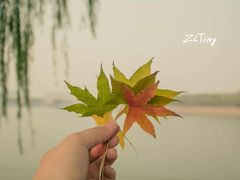 园博园-济南国际园博园