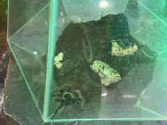 -上海大自然野生昆虫馆(东方明珠·爬宠昆虫探索中心)