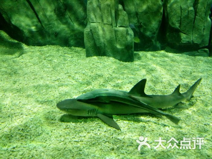 保定生态园海洋馆图片 - 第33张