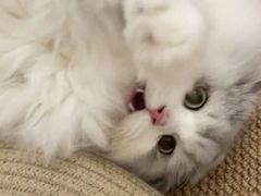 -猫十亿·布偶金渐层·曼基康矮脚猫舍(青年路店)