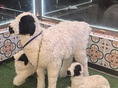 -清真·兰州老马家美食(凤凰岭店)