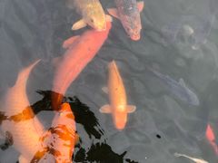 -星巴克(绍兴柯桥柯岩景区店)