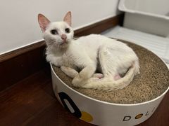 -爱侣宠医·鹦鹉专科·小型哺乳类·异宠专科(灵石路店)