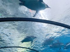-珠海长隆海洋王国