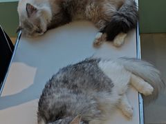 -怪兽屋·羊驼·猫咖·狗咖(俊华广场店)