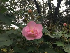 -和茶馆(西溪栖悦城店)