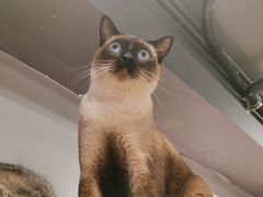 -猫儿山۰猫主题餐厅