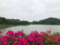 -东莞植物园