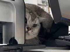 -瑞派·关忠动物医院·猫专科·犬专科(三环新城店)