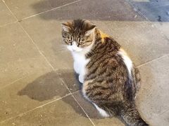 -龙华素斋(龙华路店)