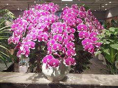 -双季花艺园艺市场(浦东店)