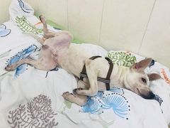 -创凡宠物医院·骨专科  猫科中心(西乡分院)