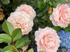 -人民公园(罗湖区)