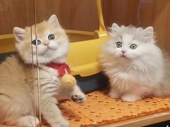 -欣宠猫屋·矮脚拿破仑·蓝金金渐层