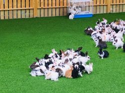 -萌宠亲子动物乐园(槐房万达店)