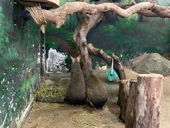 -正佳雨林生态植物园
