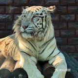 【北京遛娃宝藏地｜顺义虎乐园一站式攻略！】