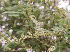 -洛阳市隋唐城遗址植物园