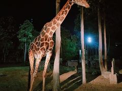 -清迈夜间动物园