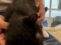 -共舞时光猫咖·狗咖(新街口店)