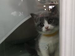 -糯米喵星人·撸猫猫舍咖啡馆(西市场嘉华店)