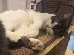 -more than meow吴止猫主题餐厅(承德 中船汇店)