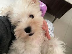 -翊宠yipet猫狗购宠庄园